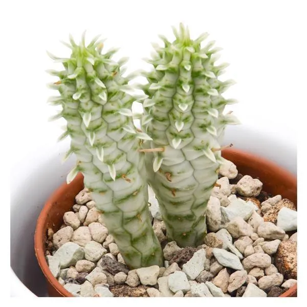 pasiora-euphorbia-mammillaris-f-variegata-sukkulente-5-5cm image 1