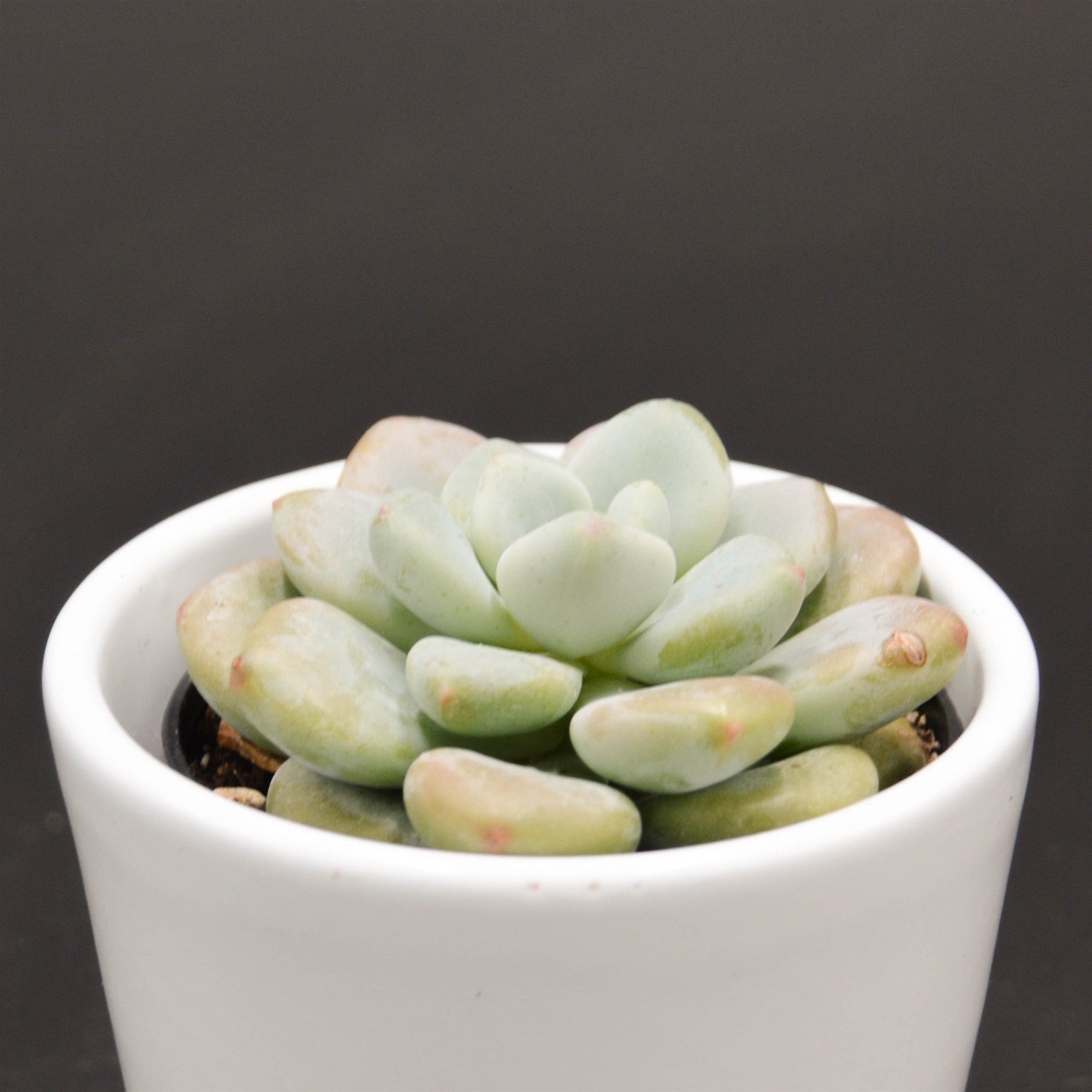 pasiora-x-graptosedum-miul-sukkulente-6cm image 2