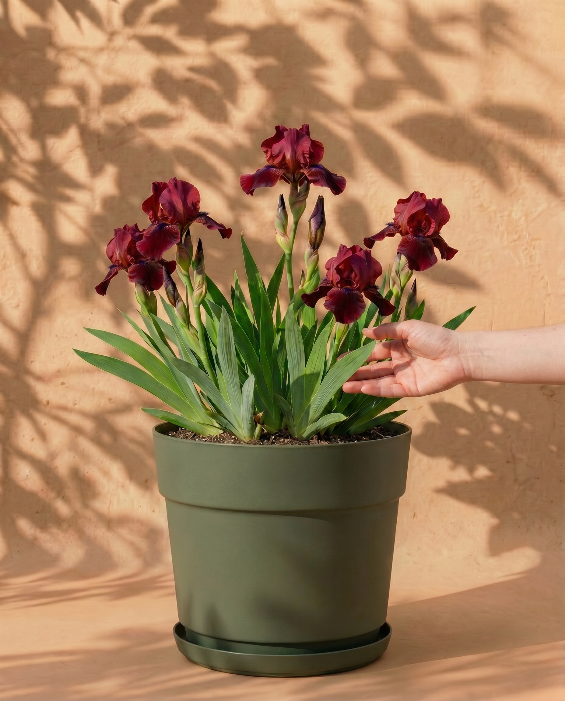 feey-iris-germanica-red-z-rote-schwertlilie-rhizome image 1