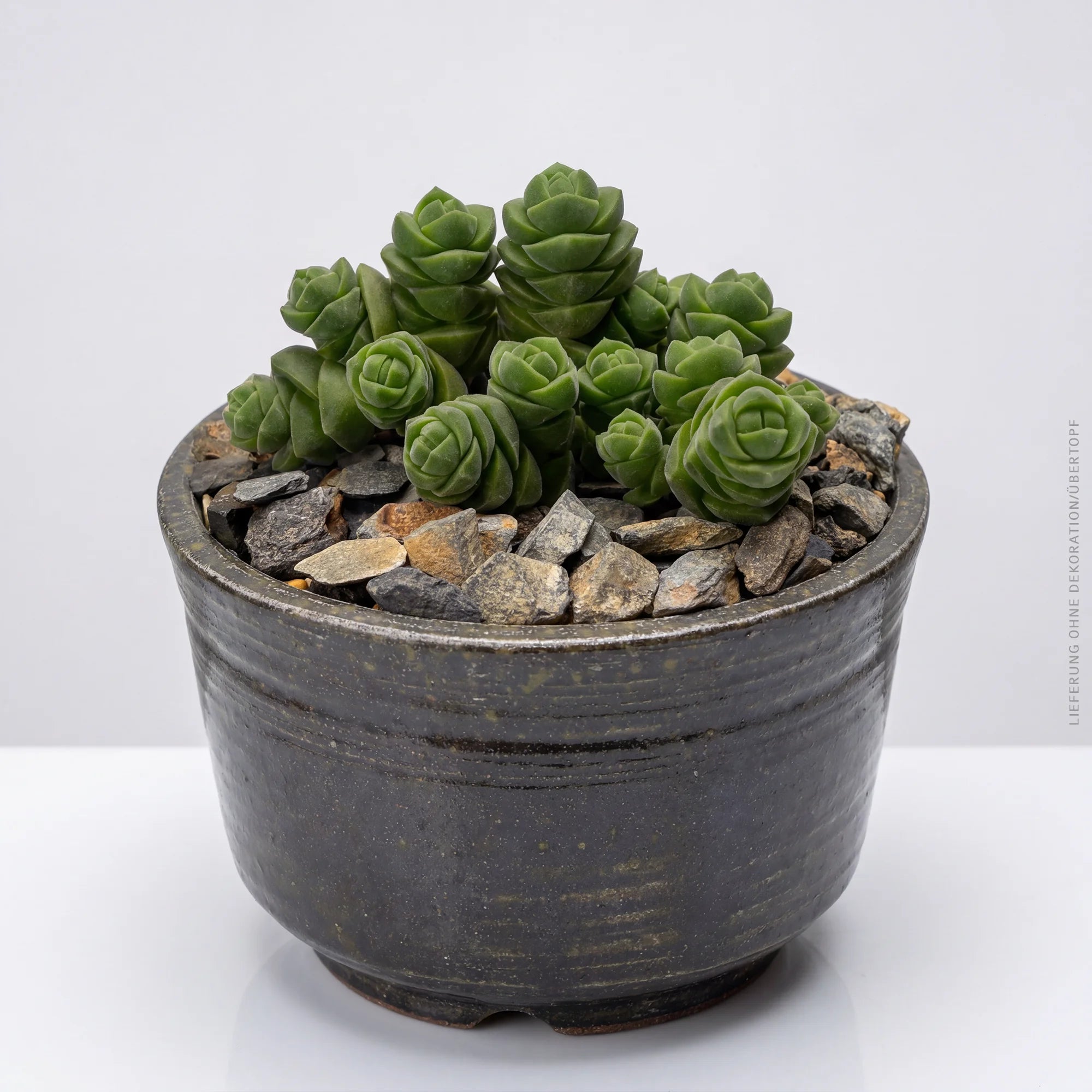 pasiora-crassula-columella-s-ulen-sukkulente-8-5cm-topf image 2