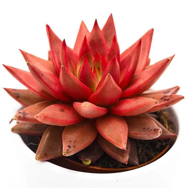 pasiora-echeveria-agavoides-romeo-celestia-sukkulente-8-5-cm image 1