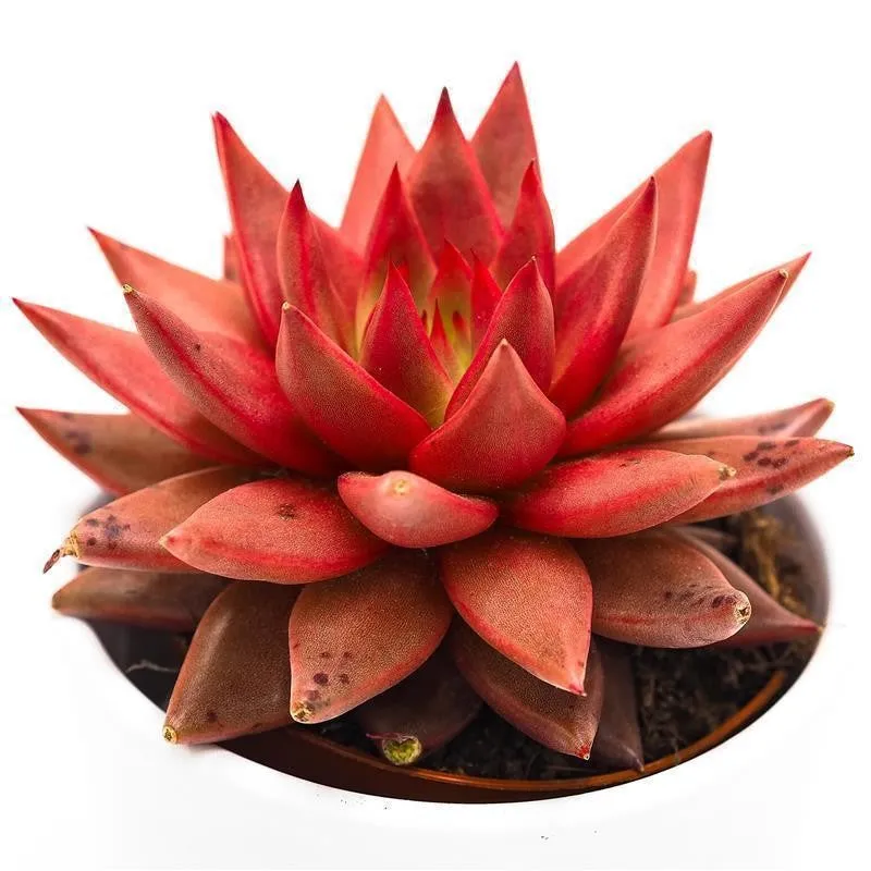 pasiora-echeveria-agavoides-romeo-celestia-sukkulente-8-5-cm image 1