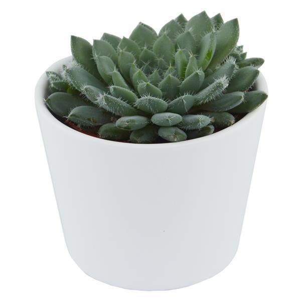pasiora-echeveria-setosa-var-minor-sukkulente-5-5cm-topf image 3
