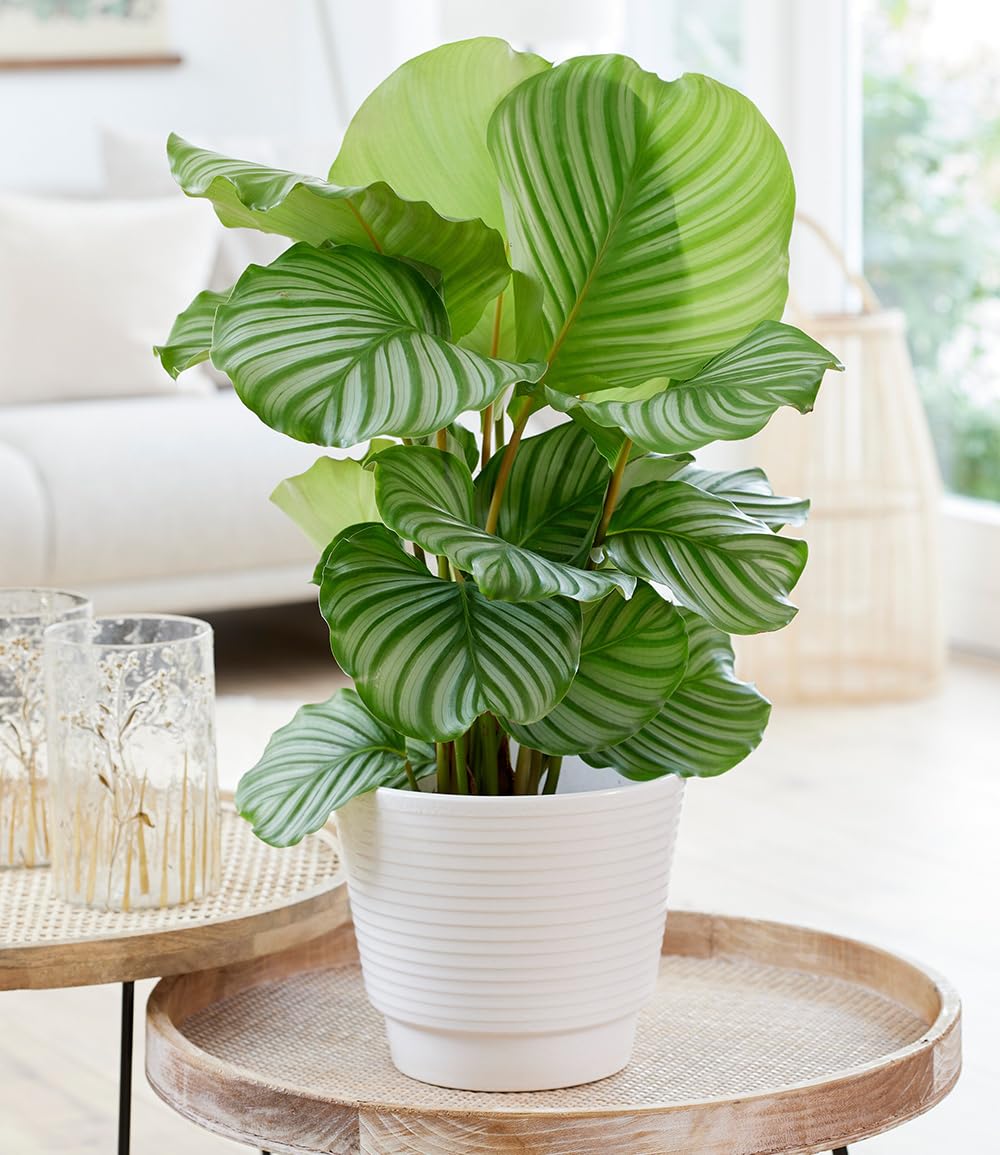 baldur-garten-calathea-orbifolia-zimmerpflanze-im-17-cm-topf image 1