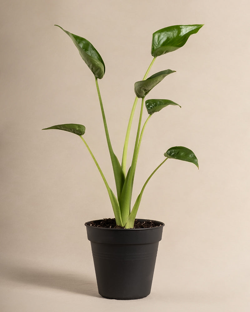 feey-alocasia-tiny-dancer-pfeilblatt-zimmerpflanze image 3