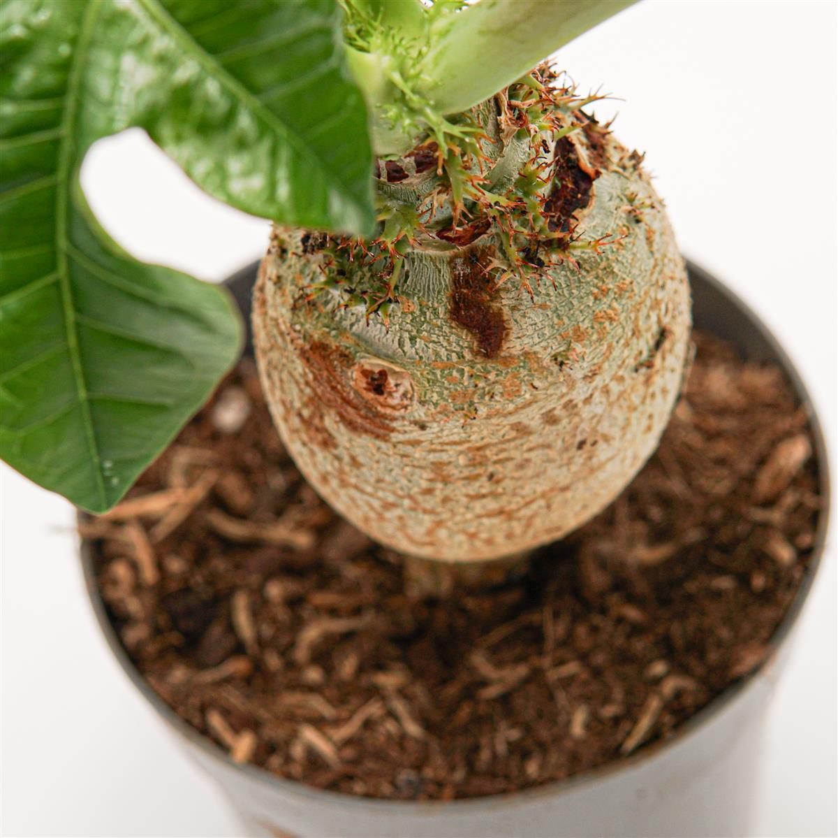 pasiora-jatropha-podagrica-flaschenpflanze-14cm image 2