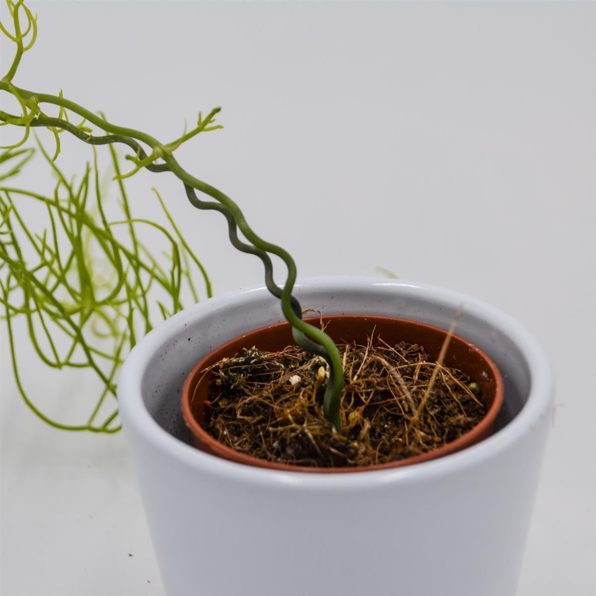 pasiora-bowiea-volubilis-sukkulente-5-5cm-topf image 2
