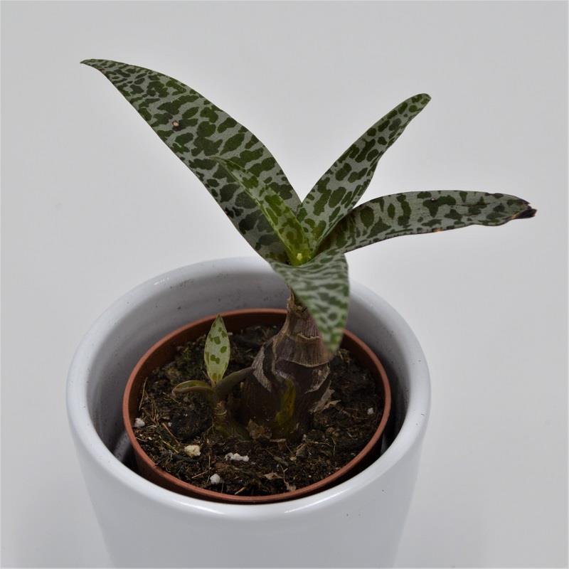 pasiora-scilla-socialis-ledebouria-zwiebel-sukkulente-5-5cm image 2