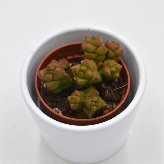 pasiora-crassula-columella-dickblatt-sukkulente-5-5cm image 1