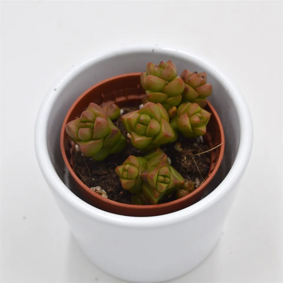 pasiora-crassula-columella-dickblatt-sukkulente-5-5cm image 1
