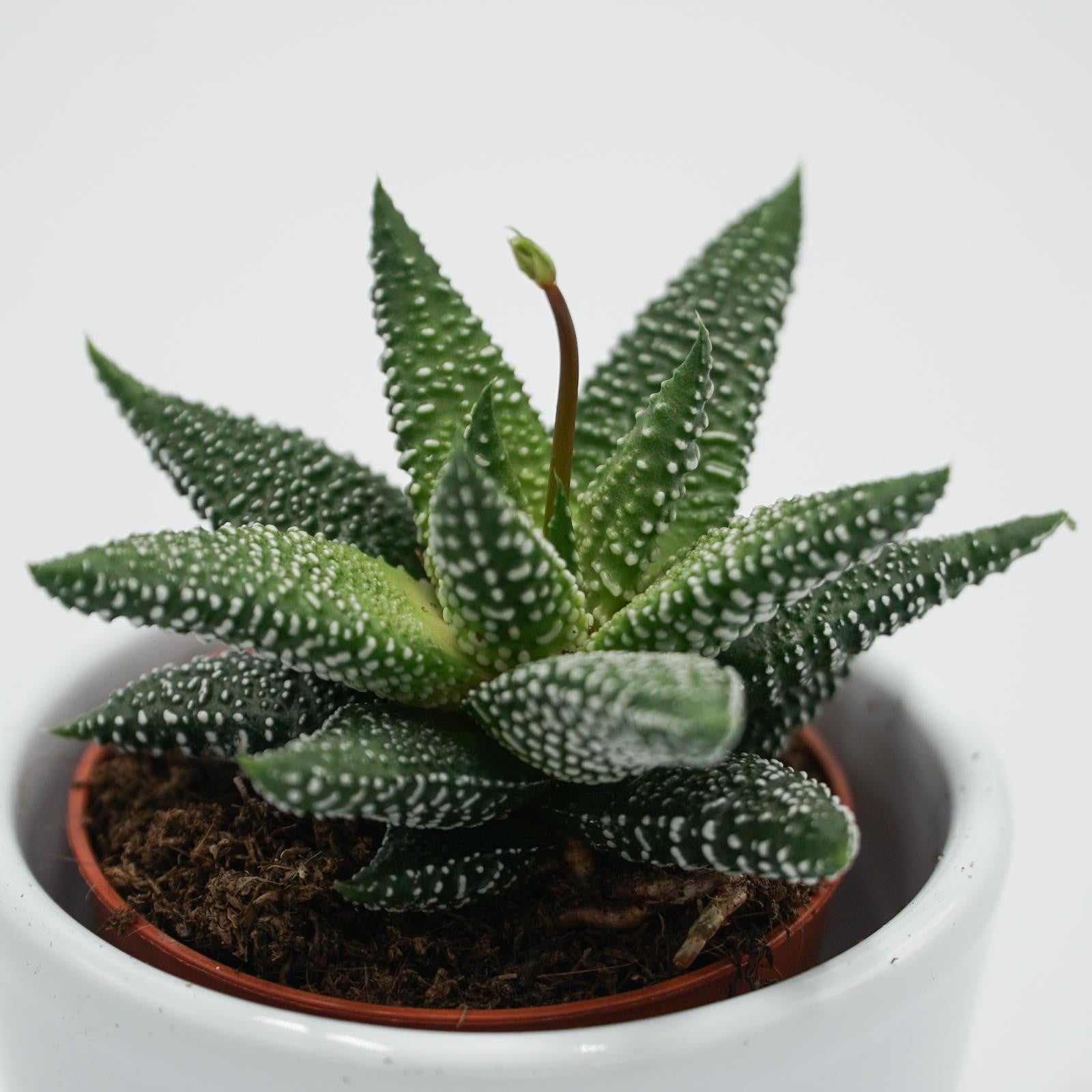 pasiora-haworthia-eon-5-5cm-mini-sukkulente image 1