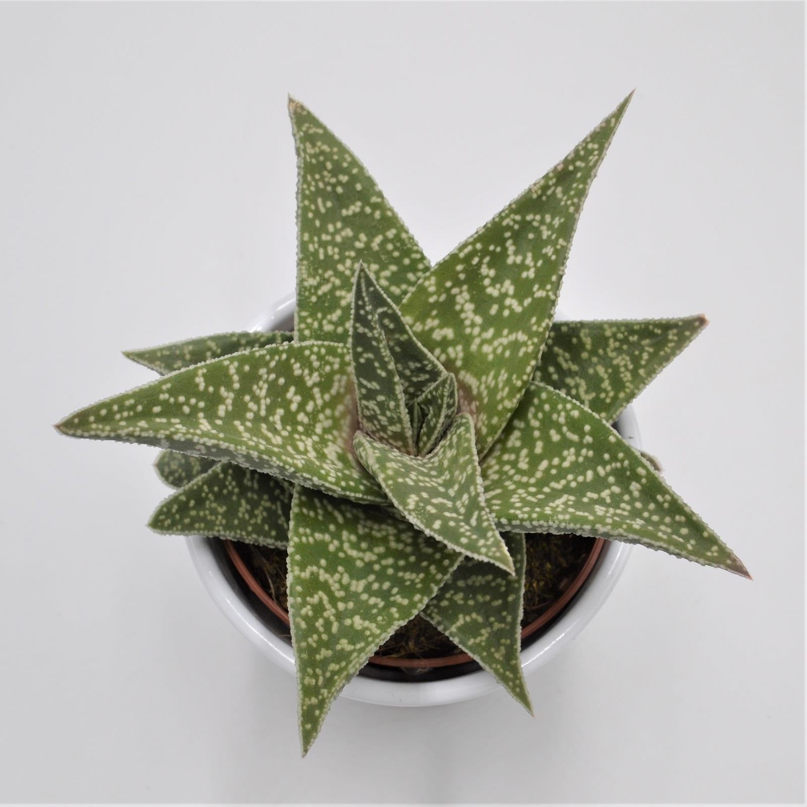pasiora-aloe-aveo-sukkulente-10-5cm-topf image 2