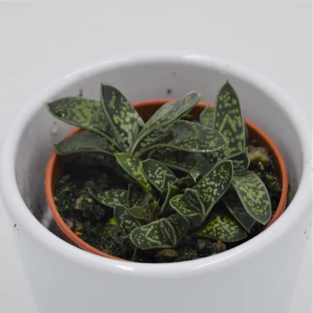 pasiora-gasteria-bicolor-var-liliputana-sukkulente-5-5cm image 1