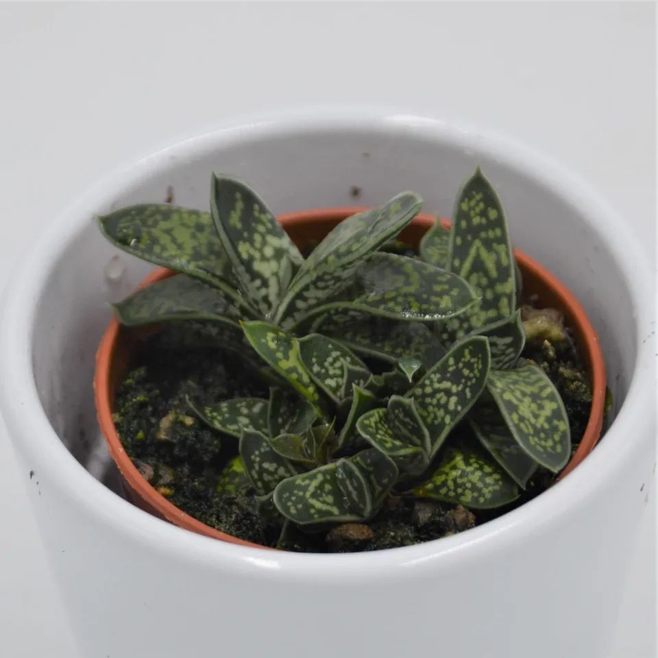pasiora-gasteria-bicolor-var-liliputana-sukkulente-5-5cm image 1
