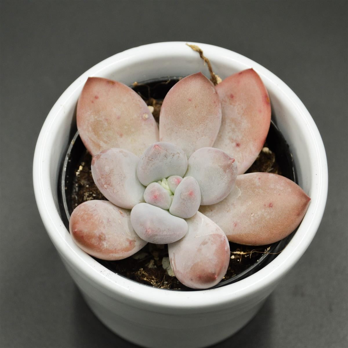pasiora-echeveria-perfume-sukkulente-6cm-topf image 2