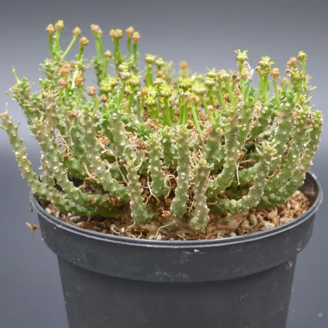 pasiora-euphorbia-pugniformis-xxl-sukkulente-einzelst-ck-rarit-t image 1