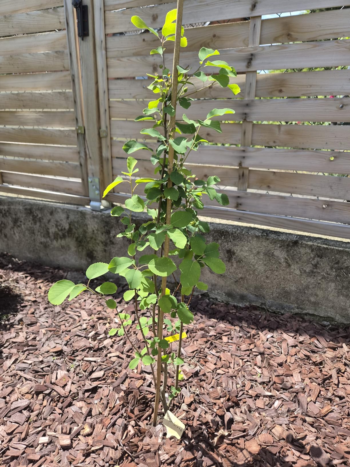 Perfekt für den kleinen Garten