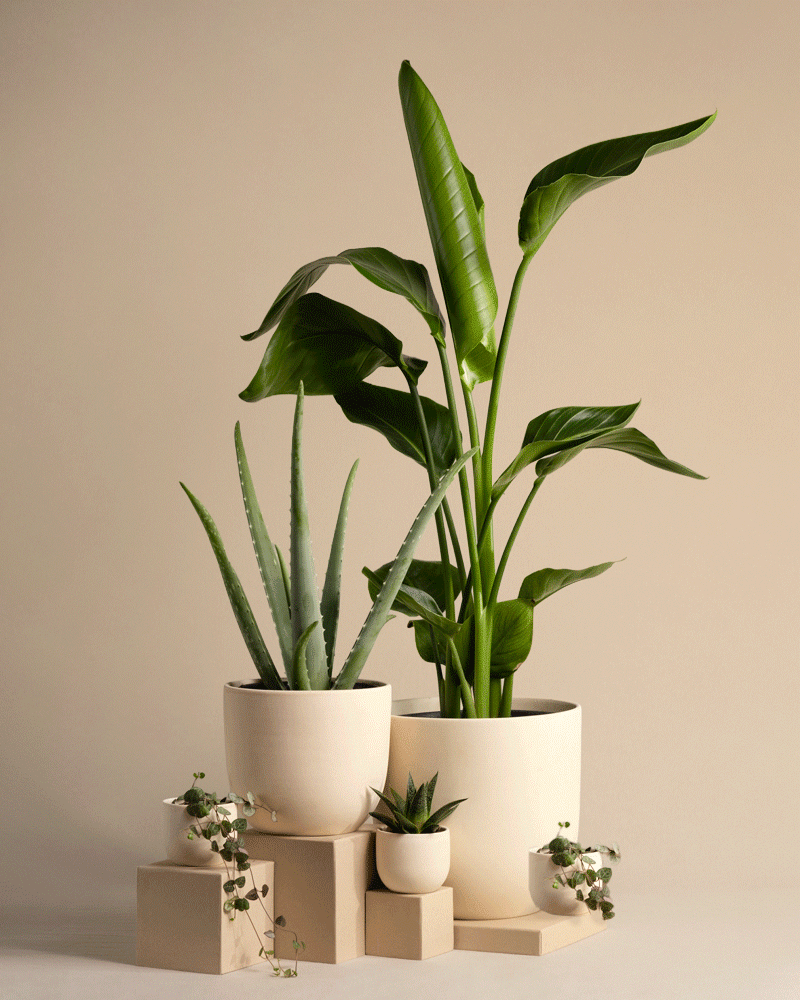 feey-pflanzen-set-f-r-viel-licht-5-zimmerpflanzen-mit-strelitzie-und-aloe image 7