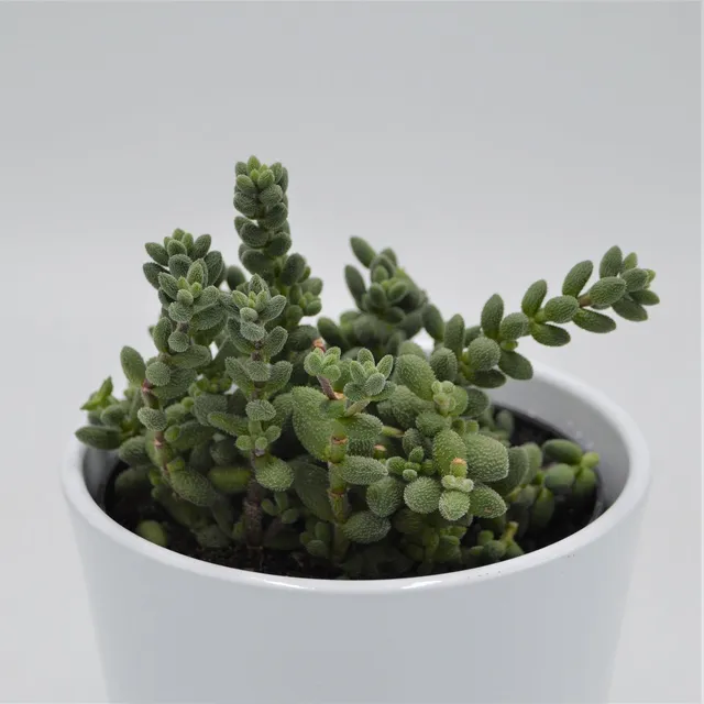 pasiora-crassula-mesembryanthemoides-hispida-sukkulente-12-cm-topf image 1