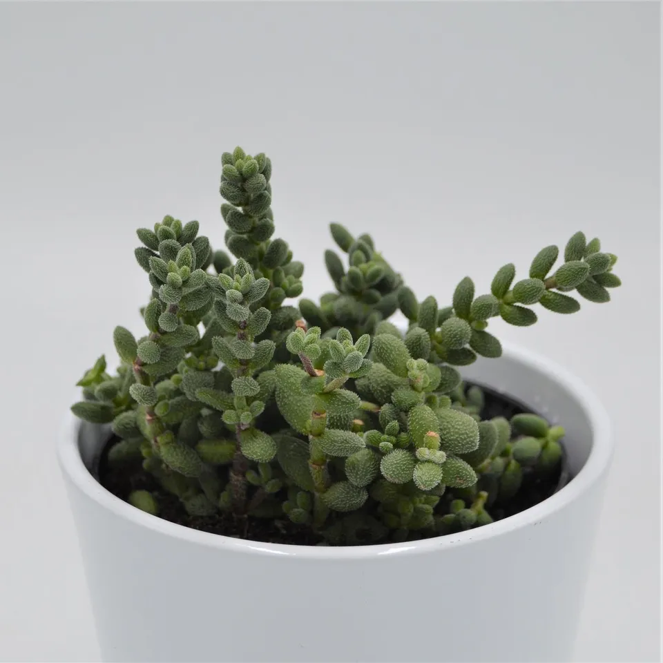 pasiora-crassula-mesembryanthemoides-hispida-sukkulente-12-cm-topf image 1
