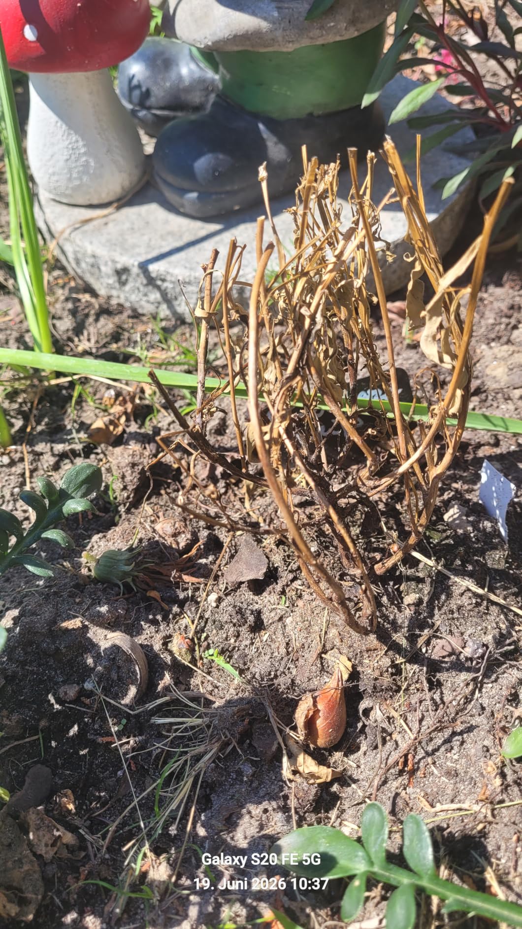 Luftig leicht im Beet