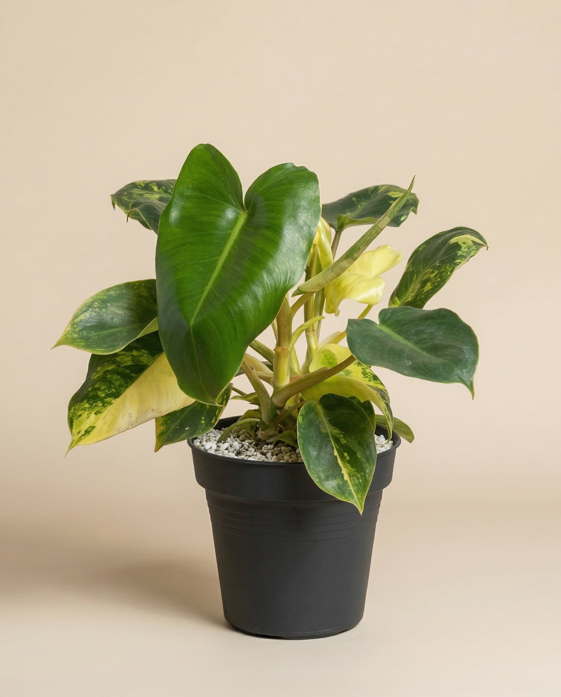 feey-philodendron-burle-marx-variegata-zimmerpflanze-rarit-t image 3