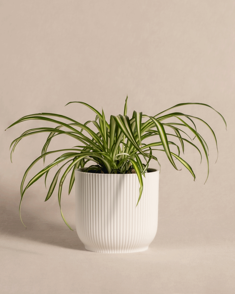 feey-gr-nlilie-chlorophytum-comosum-variegatum-zimmerpflanze image 8