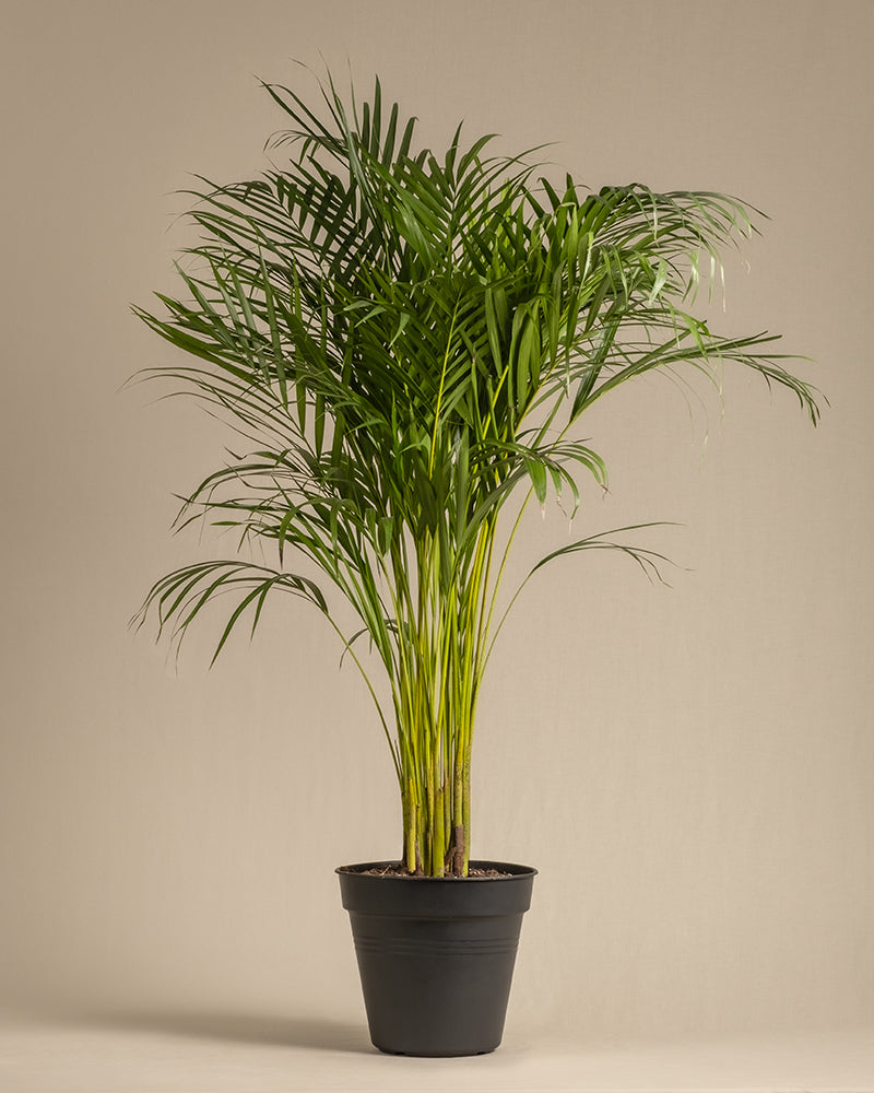 feey-goldfruchtpalme-xl-areca-palme-dypsis-lutescens-zimmerpalme image 3