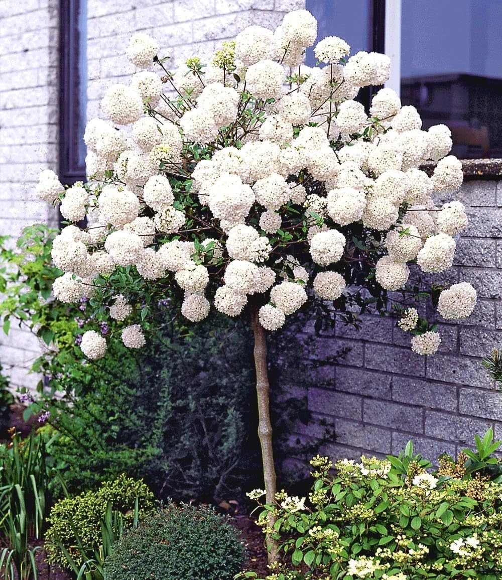 baldur-garten-hortensien-st-mmchen-grandiflora-hydrangea-paniculata image 4