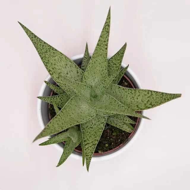 pasiora-aloe-rauhii-snowflake-sukkulente-10-5cm image 1
