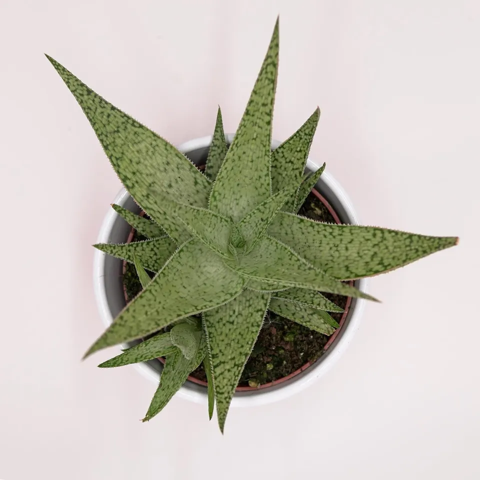 pasiora-aloe-rauhii-snowflake-sukkulente-10-5cm image 1
