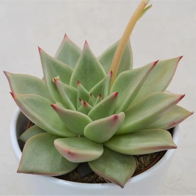 pasiora-echeveria-agavoides-sirius-10-5-cm-topf image 1