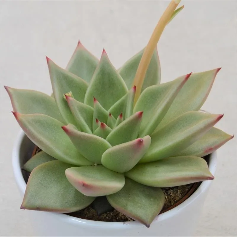 pasiora-echeveria-agavoides-sirius-10-5-cm-topf image 1