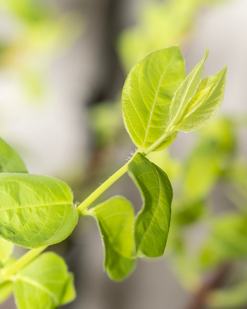 feey-lonicera-purpusii-winterduft-heckenkirsche image 7