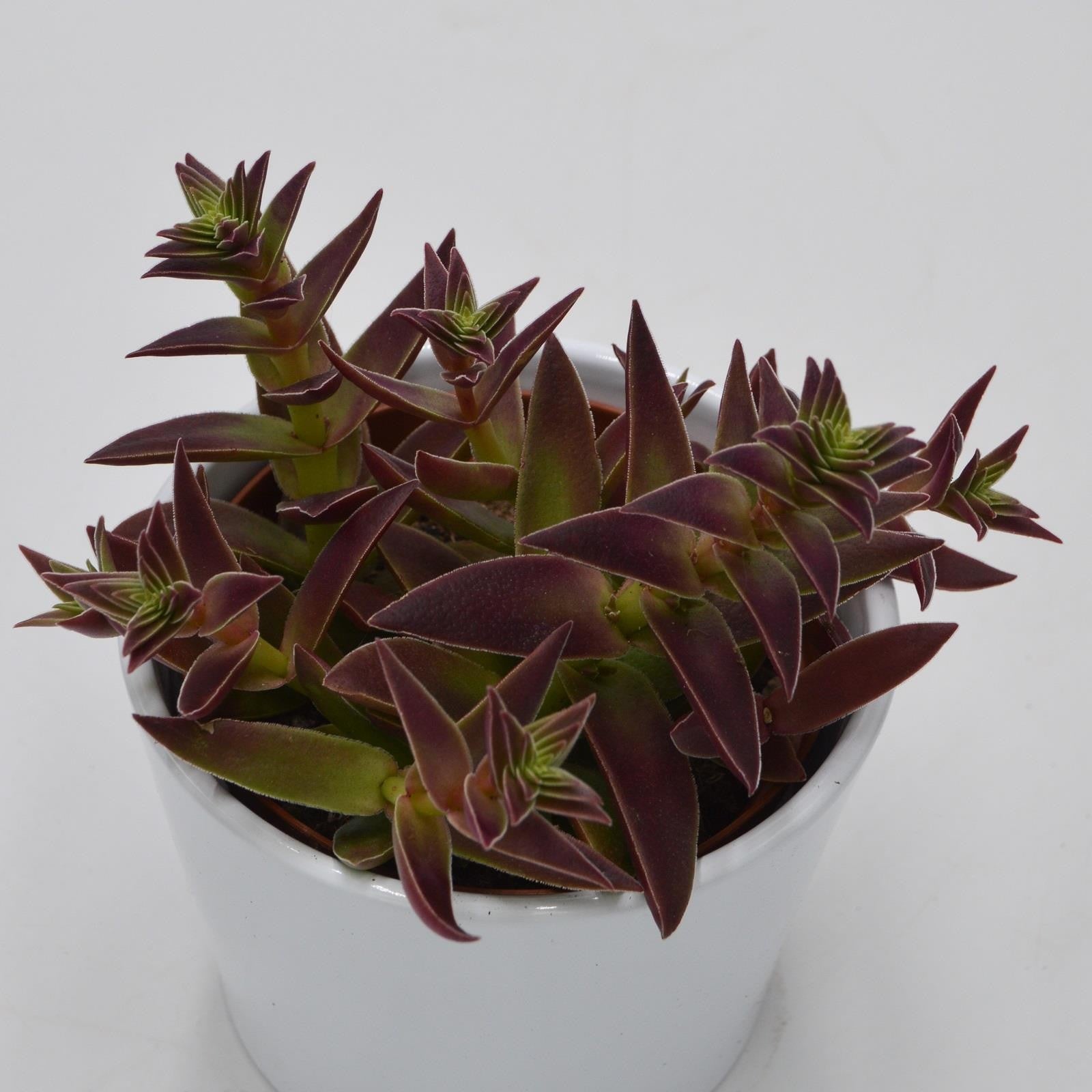 pasiora-crassula-capitella-rubra-sukkulente-10-5-cm-topf image 1