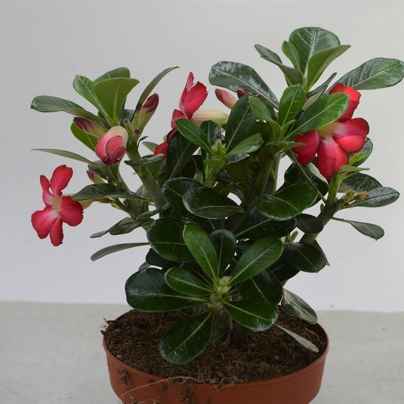 pasiora-adenium-obesum-w-stenrose-sukkulente-12cm image 1