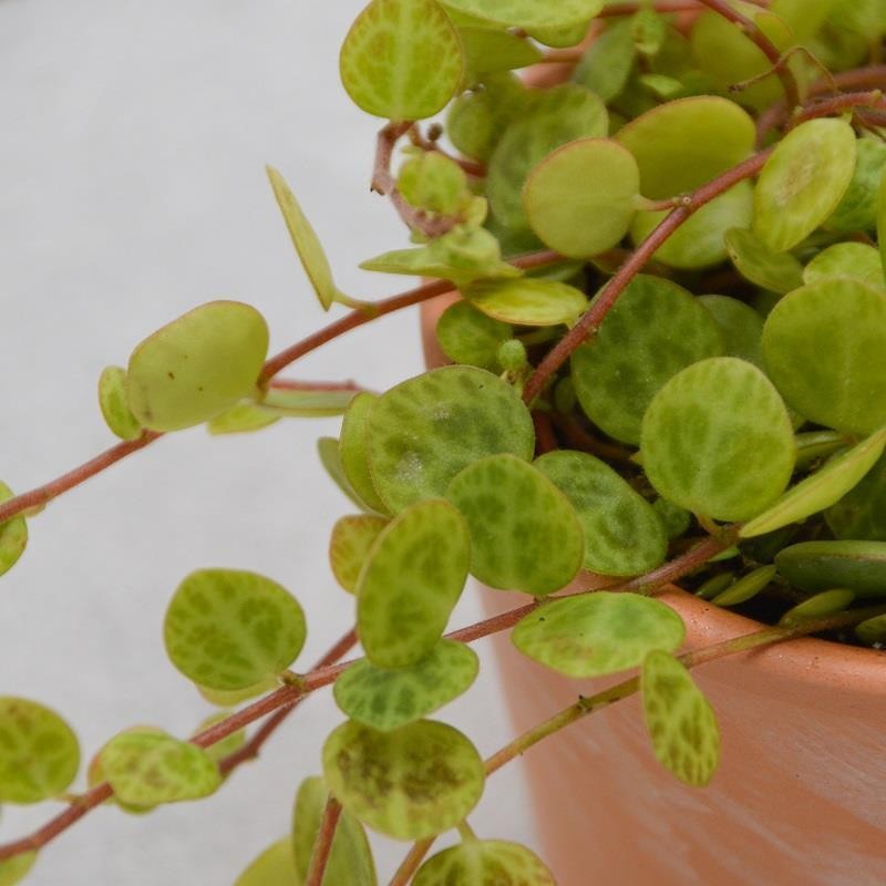 pasiora-peperomia-postrata-sukkulente-6cm-topf image 1