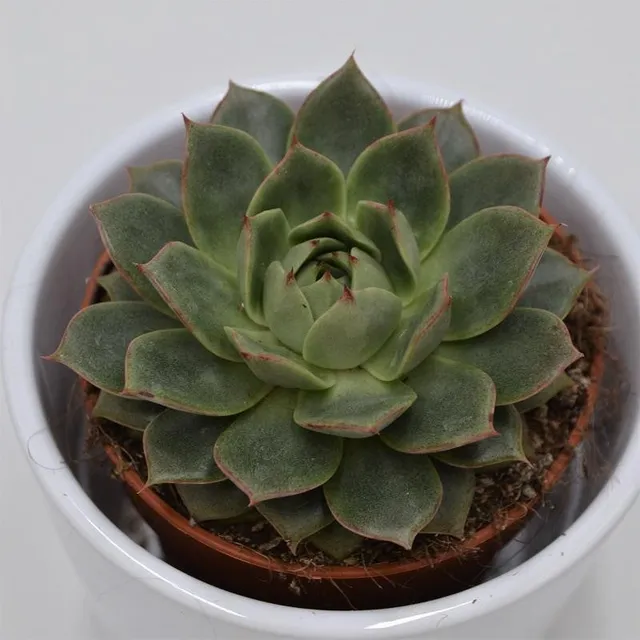 pasiora-echeveria-parva-sukkulente-8-5cm-topf image 1