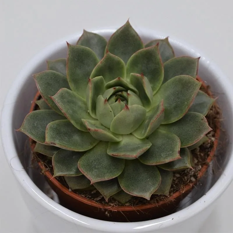 pasiora-echeveria-parva-sukkulente-8-5cm-topf image 1