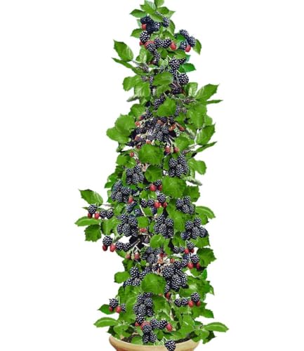 baldur-garten-s-ulen-brombeere-navaho-big-early-dornenlose-pflanze-im-2-liter-to image 3