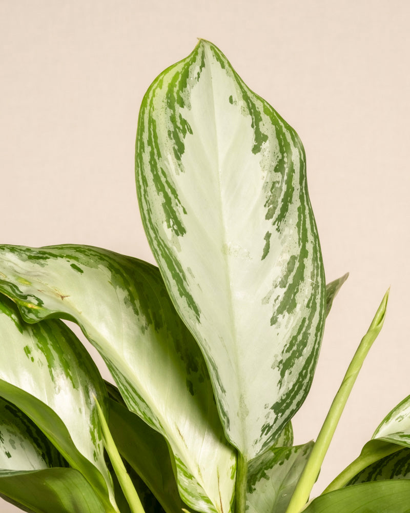 feey-gro-e-aglaonema-silver-bay-zimmerpflanze image 2
