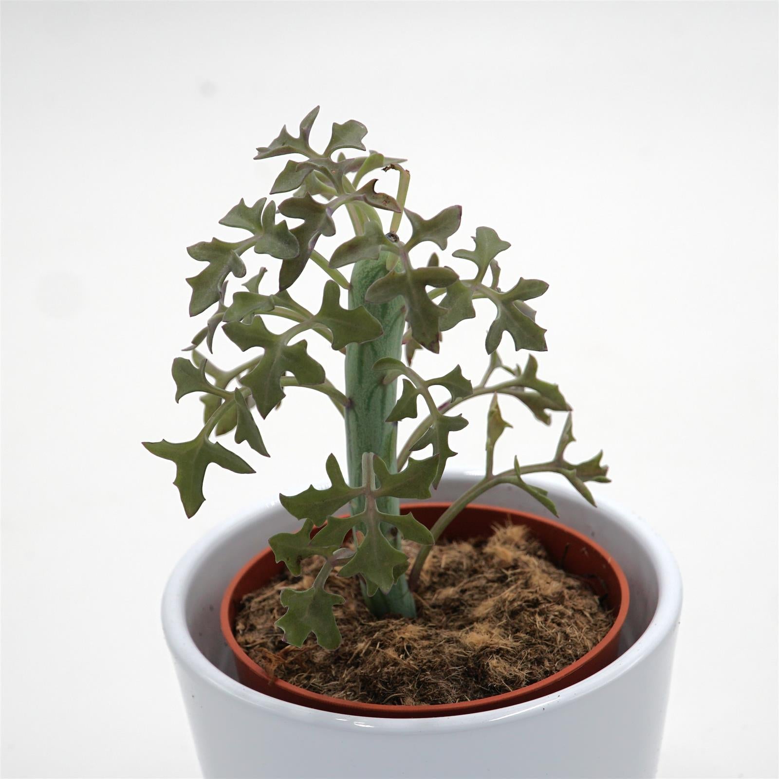 pasiora-senecio-articulatus-sukkulente-8-5cm-topf image 1