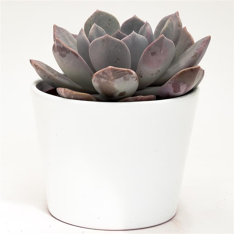 pasiora-x-pachyveria-asante-sana-sukkulente-12cm-topf image 3