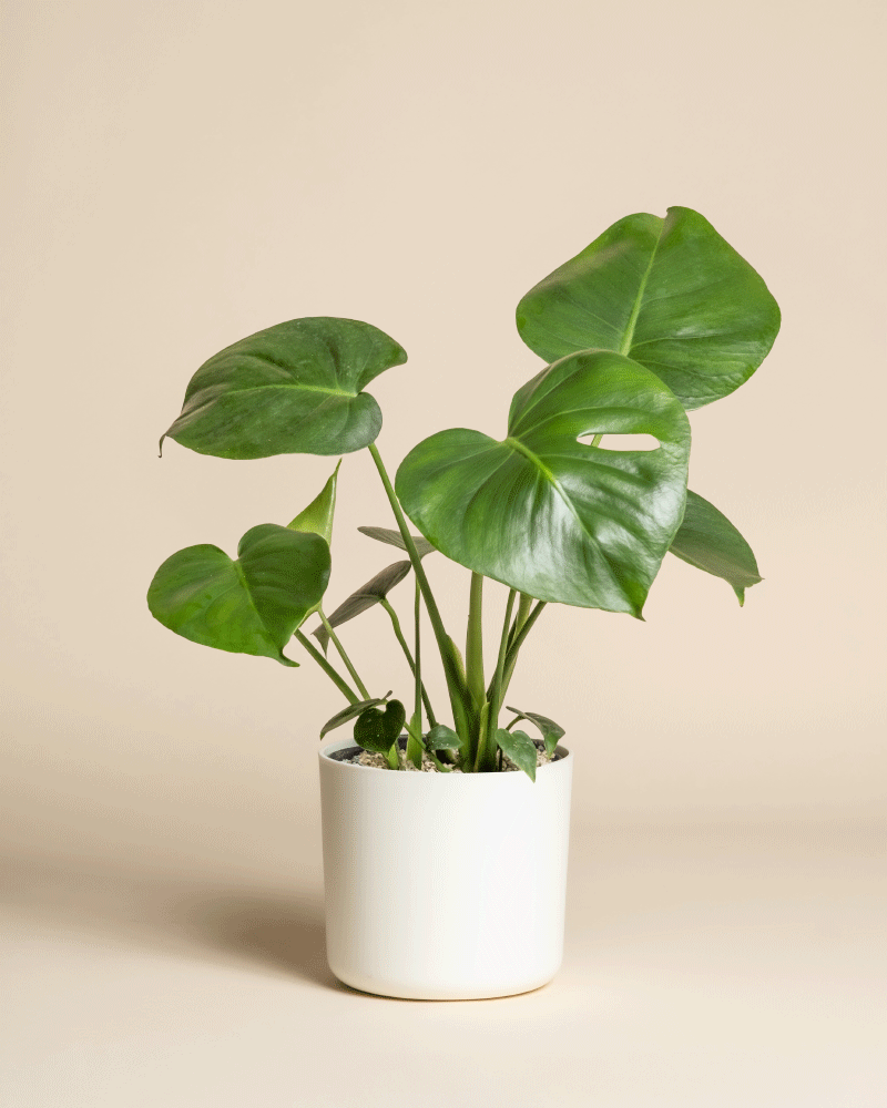 feey-monstera-deliciosa-zimmerpflanze-fensterblatt image 6