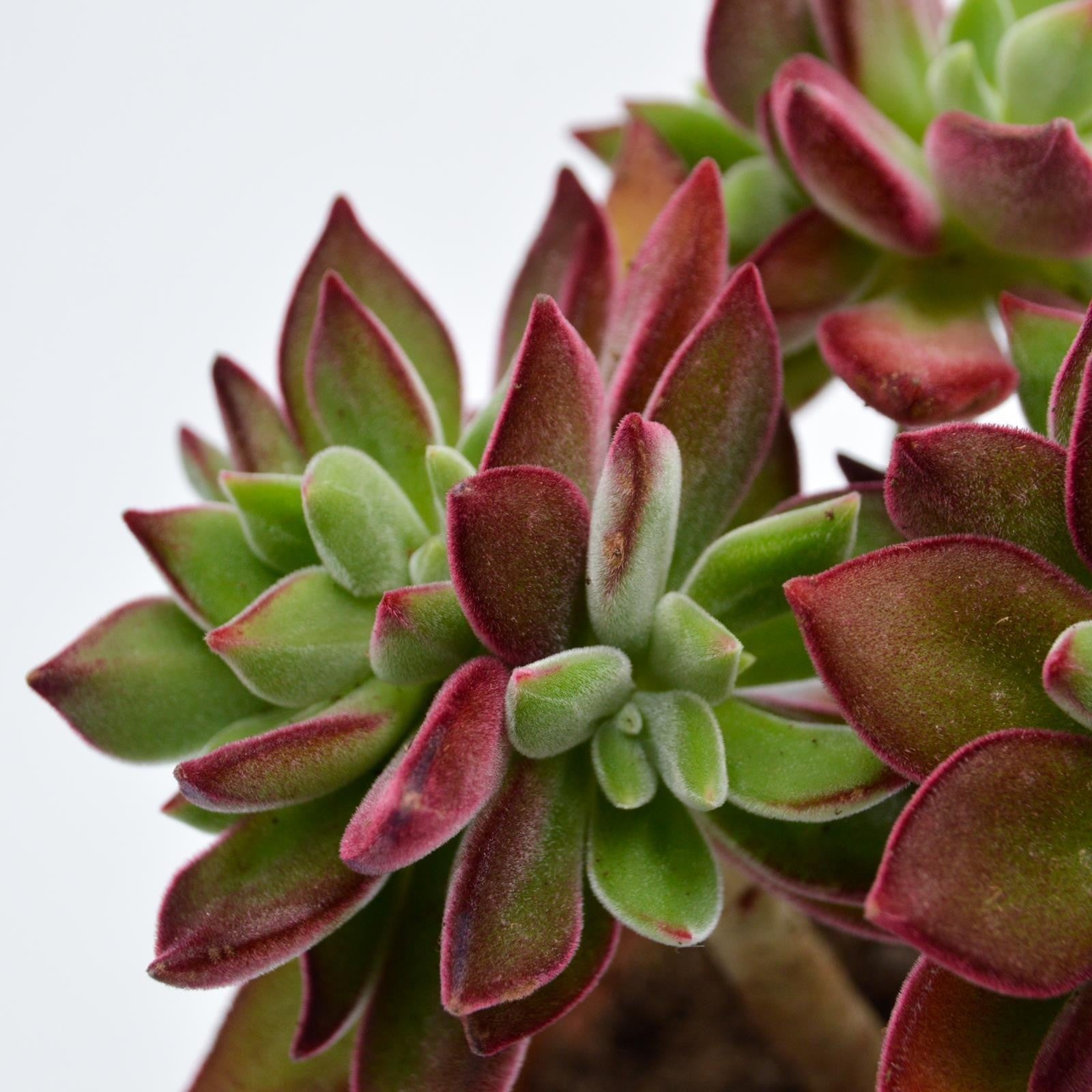 pasiora-echeveria-pulvinata-devotion-sukkulente-8-5-cm-topf image 3