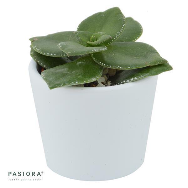 pasiora-crassula-lactea-sukkulente-6-cm-topf image 2
