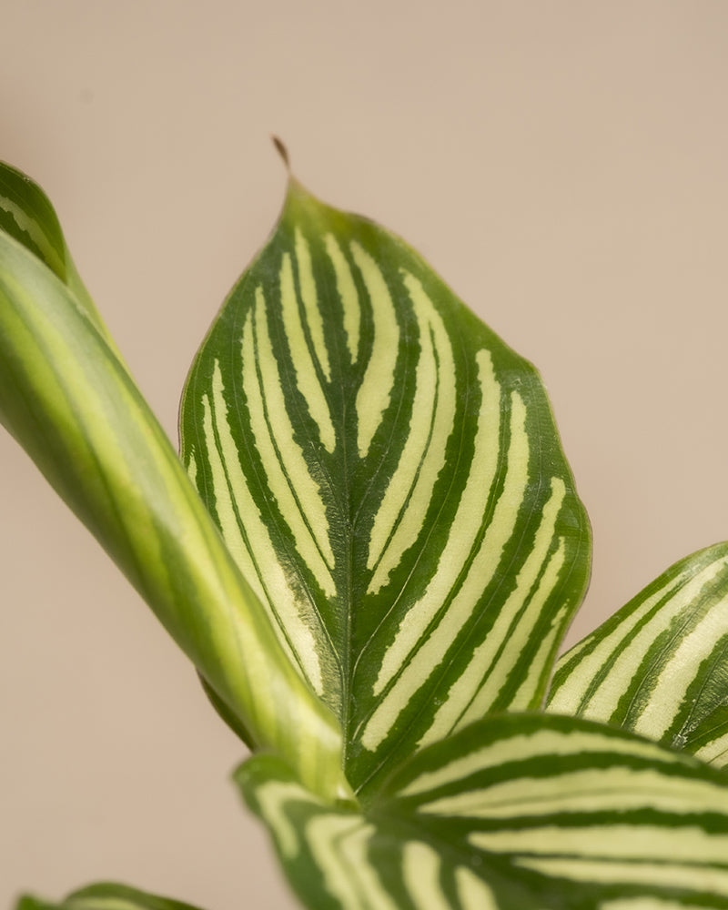 feey-babypflanzen-f-rs-badezimmer-3er-set-philodendron-white-measure-calathea-vi image 8