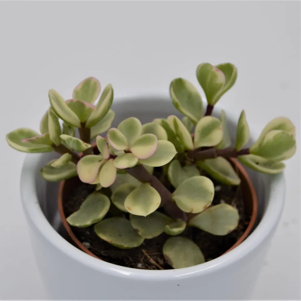 pasiora-portulacaria-afra-variegata-sukkulente-5-5cm image 1