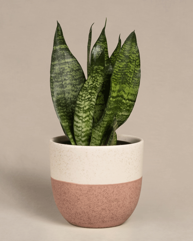 feey-kleine-gr-ne-schwiegermutterzunge-sansevieria-trifasciata-zeylanica image 5