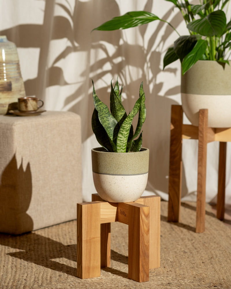 feey-kleine-gr-ne-schwiegermutterzunge-sansevieria-trifasciata-zeylanica image 4